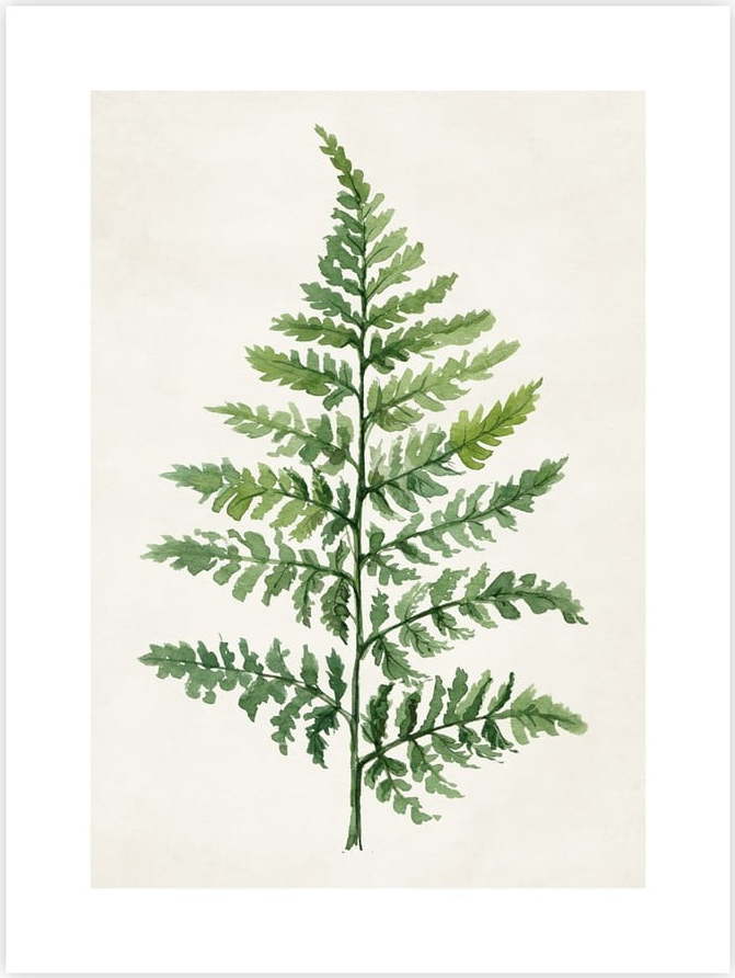 Plakát 40x50 cm Fern knor